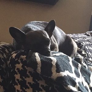 Meet your Posher, Carter